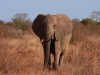  2005 Kenia - 60 - Elefant.jpg